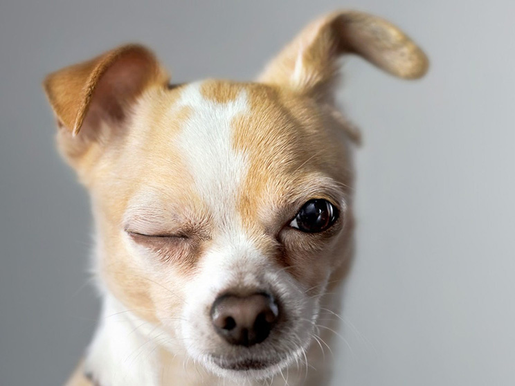 Petvilla Veterinary Consults smart dog