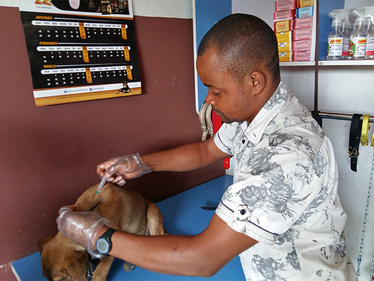 Dr Victor giving injection to the dog