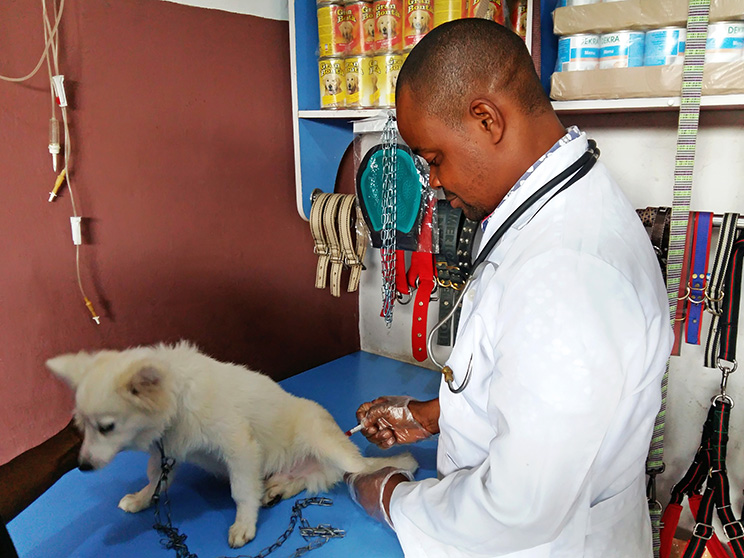 Dr Victor Adama giving treatment to the dog